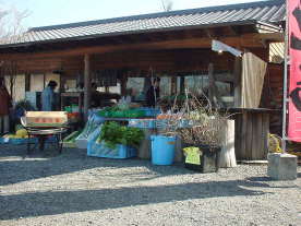 右下に梅の木←車いすで引っかけて折ってしもうた。