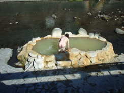 露天風呂は楕円形の形をし、中央に目が二つ飛び出ている